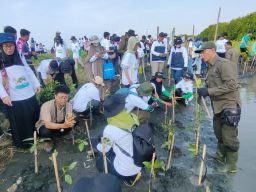 Menyambut Hari Pahlawan, PLN Rehabilitasi Mangrove Lindungi Pesisir Utara Jateng dari Banjir Rob