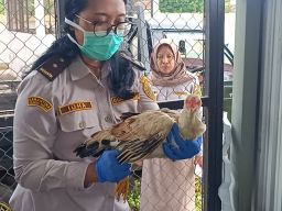 Karantina Jawa Timur Gagalkan Pengiriman 40 Ekor Ayam “Bodong” ke Bali 