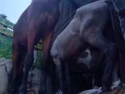 Karantina Jawa Timur Gagalkan Penyelundupan Enam Ekor Kuda Pacu di Pelabuhan Tanjung Wangi