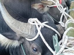 Barantin Pastikan Layanan Karantina Sesuai Aturan dan Transparan