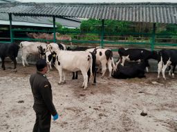 Ketahanan Pangan Diperkuat, Barantin Hadirkan Ternak Berkualitas dari Australia