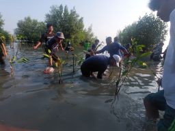 Ribuan Mangrove Ditanam Di Wisata sontong laut,Pesisir Surabaya Diproyeksikan Lebih Asri