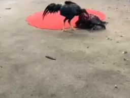Diduga Kebal Hukum, Arena Sabung Ayam di Bantar Brati Grobogan Resahkan Warga