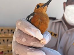 Barantin Gagalkan Penyelundupan 493 Ekor Burung Di Pelabuhan Ketapang, Banyuwangi