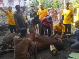 Adela Kanasya Adies Salurkan 46 Kambing dan 5 Sapi Kurban untuk Warga Surabaya-Sidoarjo