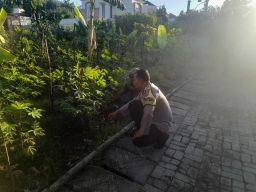 Ketahanan Pangan dari Pekarangan | Bhabinkamtibmas Ajak Warga Lidah Wetan Budidaya Singkong