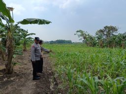 Perkuat Ketahanan Pangan, Bhabinkamtibmas Polsek Lakarsantri Dukung Kelompok Tani Beringin Makmur 