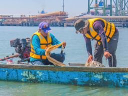 Terminal Teluk Lamong Perkuat Konservasi Laut, BRIN Turun Petakan Biota Pesisir