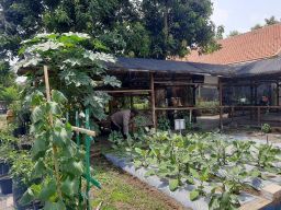 Ketahanan Pangan Polsek Jambangan Dorong Warga Manfaatkan Pekarangan Di Tengah Perkotaan