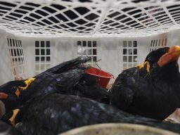 Disembunyikan di Truk dari Balikpapan, 69 Burung Tanpa Dokumen Diamankan Karantina Jatim