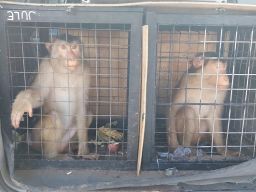 Waspadai Risiko Hepatitis B Hingga Monkeypox,Karantina Jatim Perketat Lalu Lintas Monyet di 27 Titik