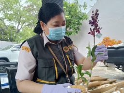 Tembus 1.006 Pengiriman Sebulan, Karantina Jatim Awasi Lalu Lintas Tanaman Hias dari Bandara Malang