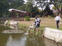 Dankodiklatal Tabur Ribuan Benih Ikan Nila di Kolam Srikandi