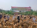 Kodim 0610 Bersama Kelompok Tani Sari Wangi Panen Jagung Hibrida