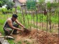 Sertu Zahri Bersihkan Kebun, Merawat Program Wanmil Ketahanan Pangan