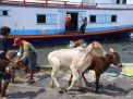 Ditpolairud Polda Jatim Lewat Dermaga Pantau Peredaran Hewan Ternak
