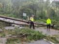 Polres Magetan Evakuasi Pohon Tumbang Bersama TNI dan BPBD di Akses Jalan Cemorosewu - Sarangan