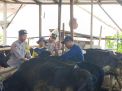 Polres Ponorogo Cegah PMK, Bantu Kelancaran Vaksin Ternak