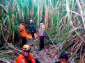 Lansia Dikabarkan Hilang, Polres Situbondo dan BPBD Temukan di Lahan Tebu