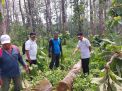 Perhutani KPH Probolinggo Gelar Cutting Test Tebangan 2023