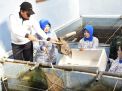 Danlanal Cilacap Panen Ikan Nila di Kolam Ketahanan Pangan