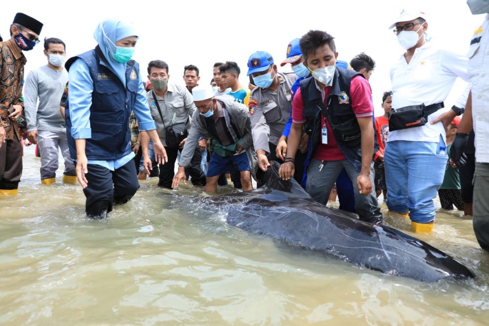 Gubernur Jatim Khofifah Indar Parawansa melepas ikan paus yang masih hidup n menguburkan yang sudah mati