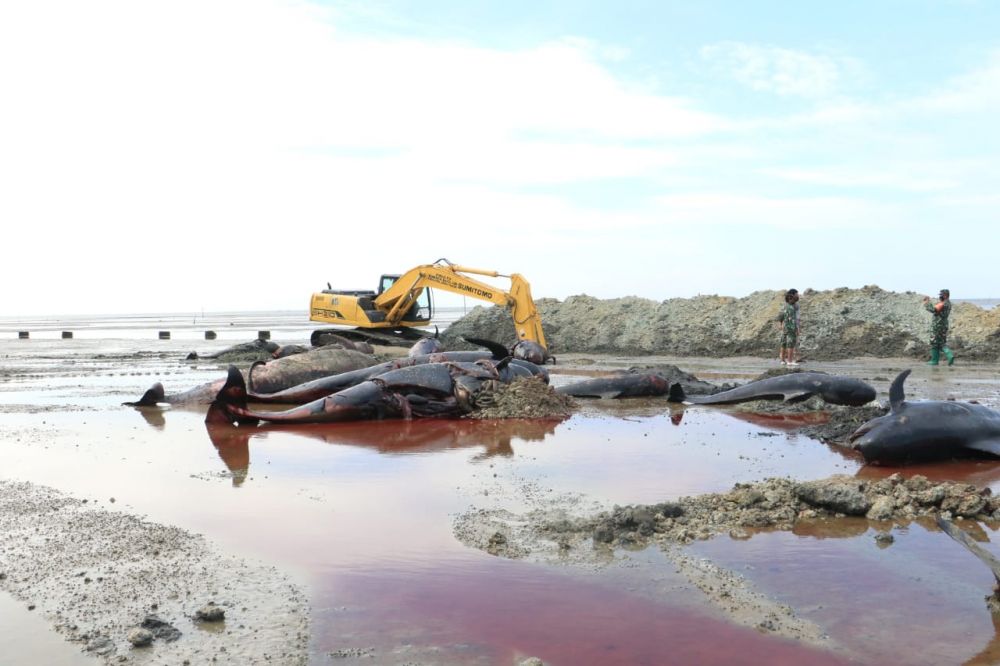 Proses Penguburan Paus Terdampar di Perairan  Modung - Bangkalan