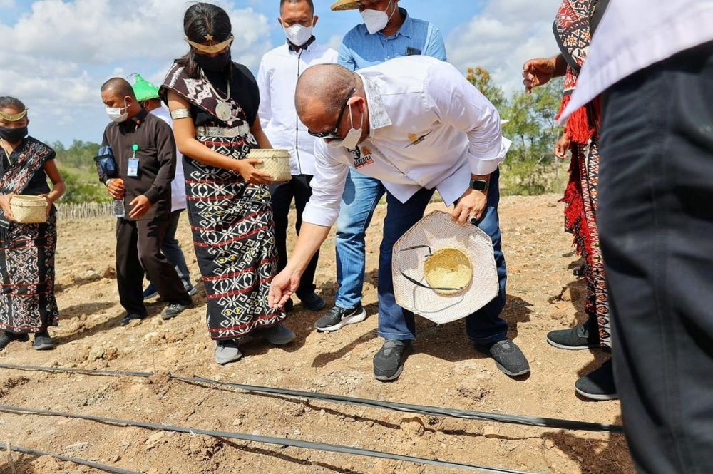 Ketua DPD RI saat menanam jagung di pulau Rote, Provinsi NTT