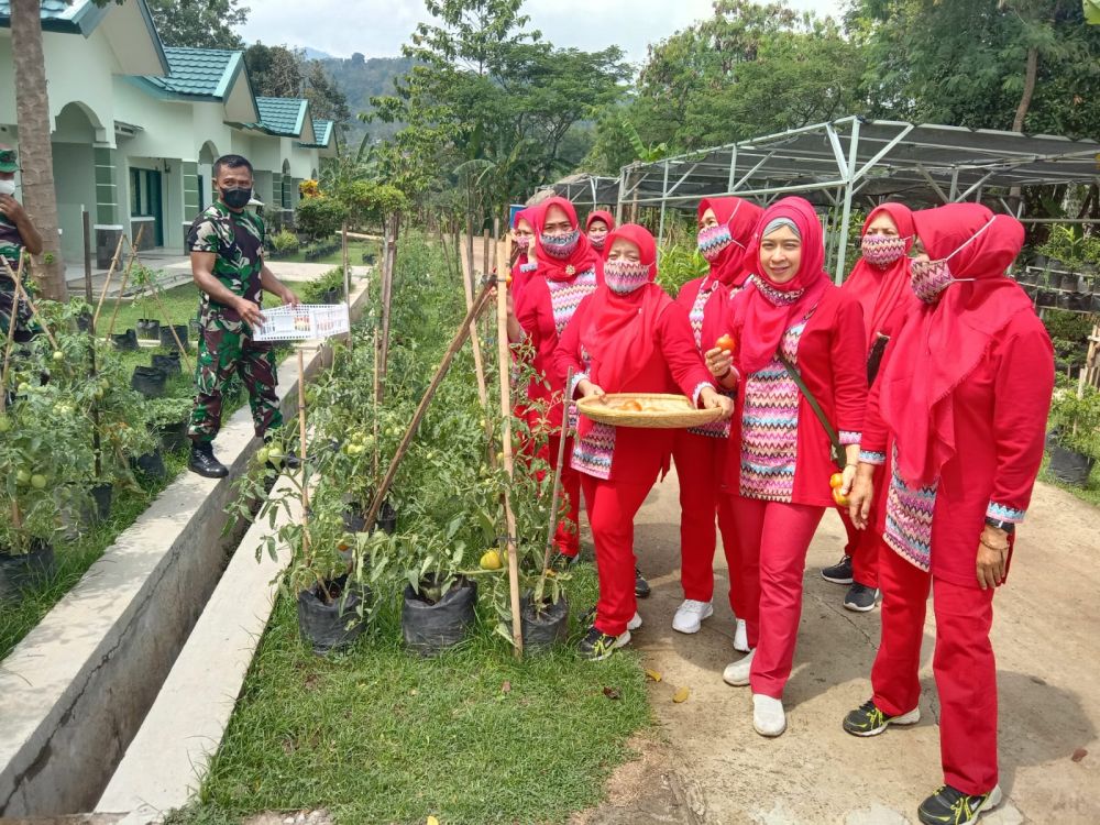 Ketua Persit KCK Cabang XXI Dim 0610/ Sumedang Ny. Maharani Zaenal Mustofa saat memanen tomat bersama ibu-ibu Persit lainnya