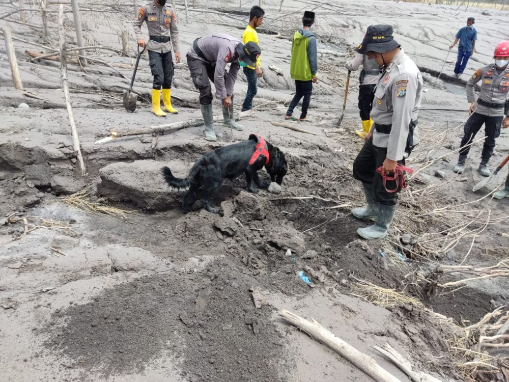 Mabes Polri bersama Polda Jatim turunkan anjing pelacak K-9 untuk evakuasi jenazah korban Erupsi Gunung Semeru