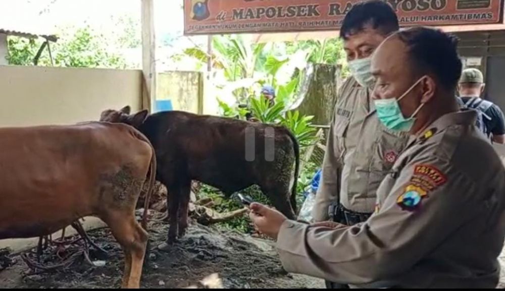 Anggota Kepolisian amankan tersangka pencurian sapi beserta barang buktinya 