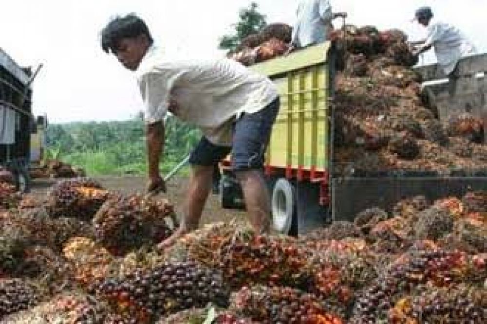 Petani Sawit saat menaikan hasil panennya