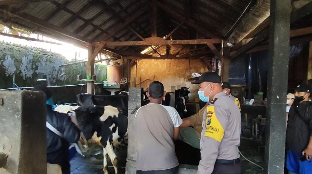 Bhabinkamtibmas Polres Batu saat lakukan Vaksin Hewan Ternak