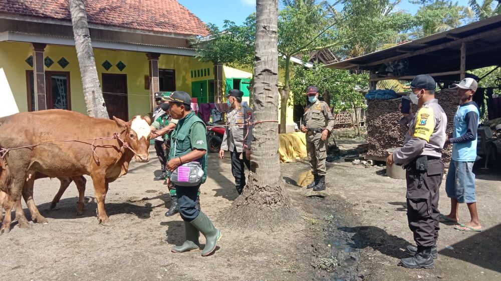 Polres Jember bersama Dinas Peternakan terus pantau wabah PMK