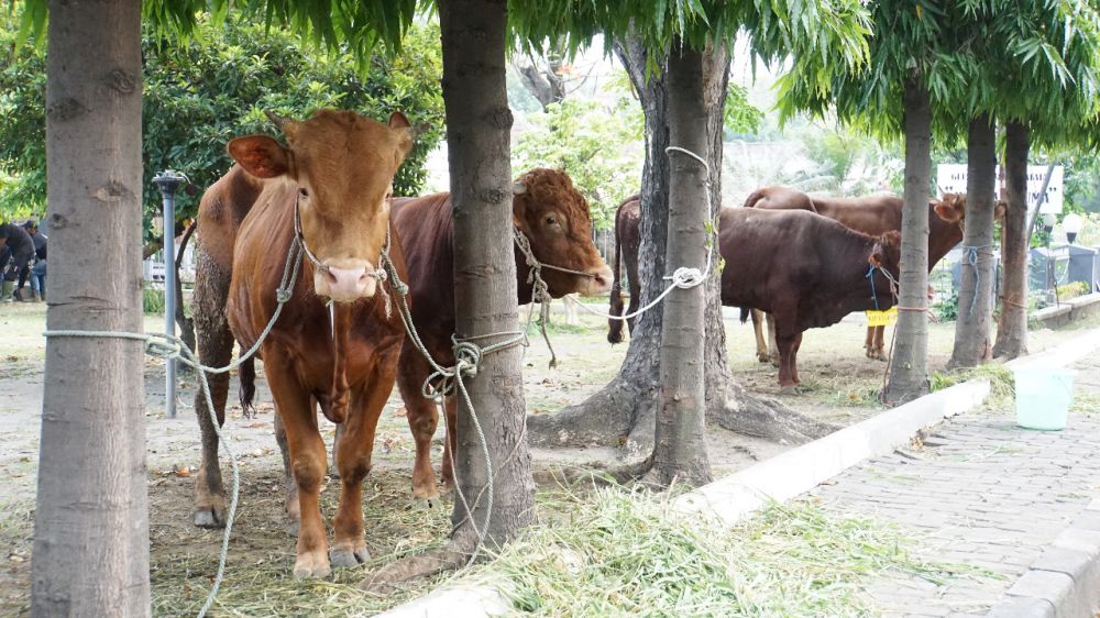Hewan qurban untuk merayakan hari Raya Idul Adha