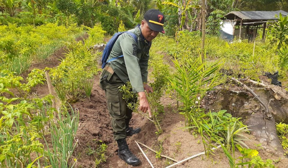 Petugas perhutani tunjukkan Damar dan Manting yang dirusak