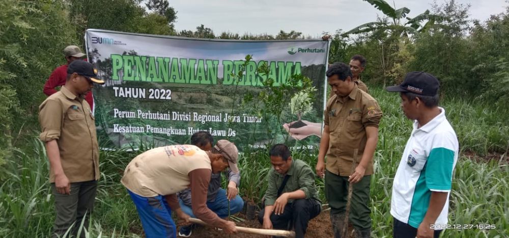 Perhutani KPH Lawu DS tanam MUK jenis jeruk keprok
