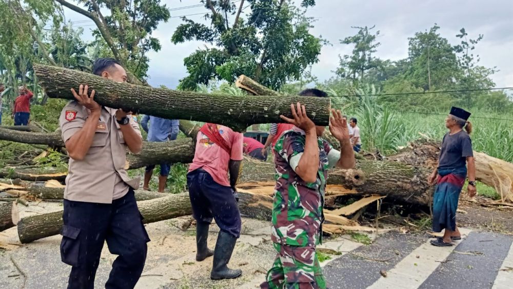 TNI-Polri dan BPBD Respon Cepat Evakuasi Pohon Tumbang