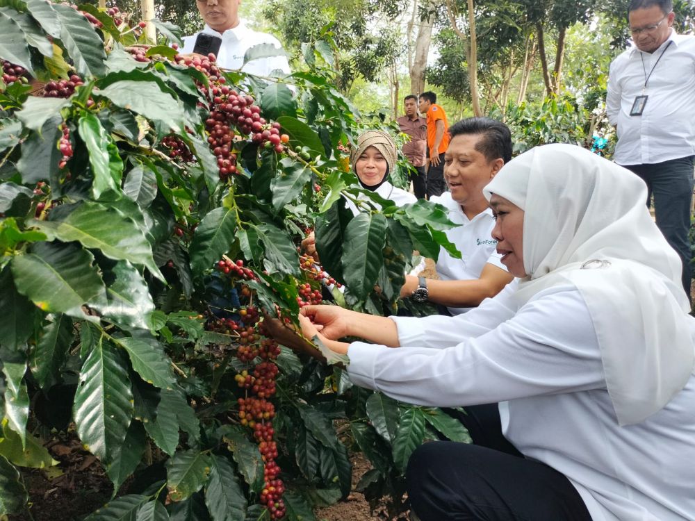 Gubernur Jatim Khofifah Indar Parawansa saat petik kopi