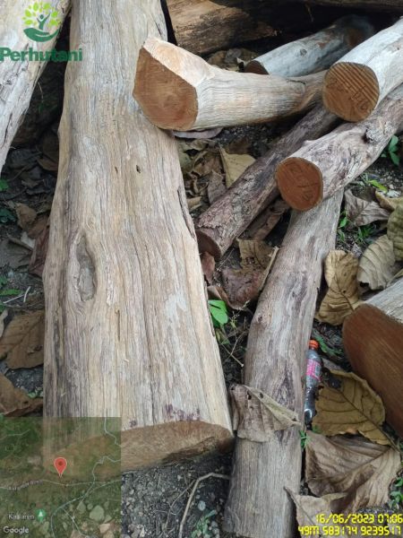 Barang bukti kayu yang diamankan