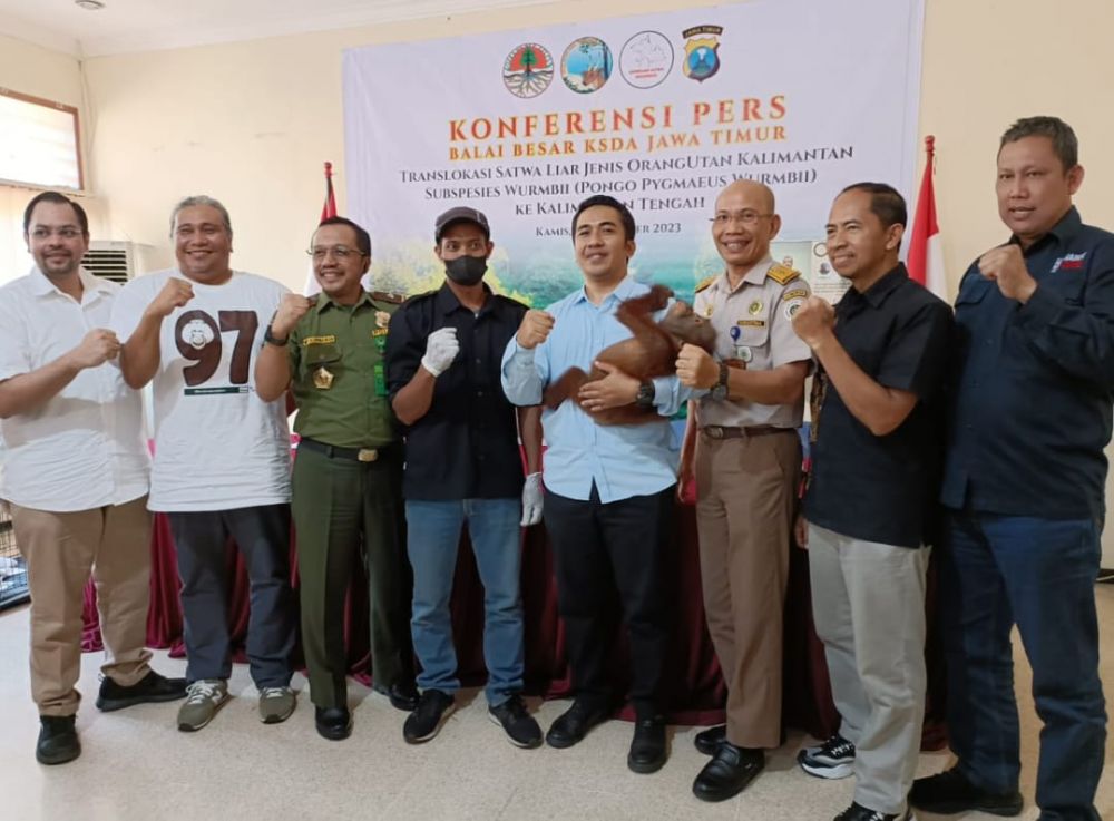 BBKSDA Translokasi Satwa Liar Orangutan Kalimantan Jenis Subspecies Wurmbii