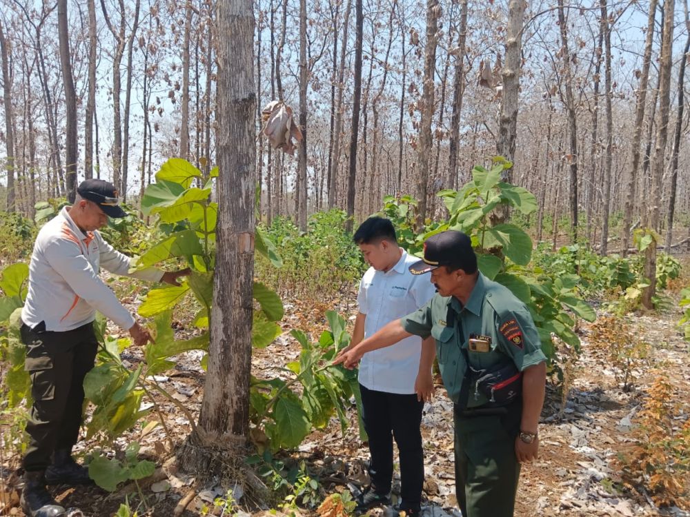 CDK Lumajang Lakukan uji petik