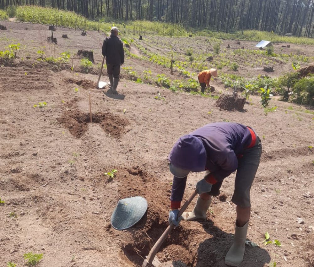 Perhutani KPH Probolinggo lakukan reboisasi