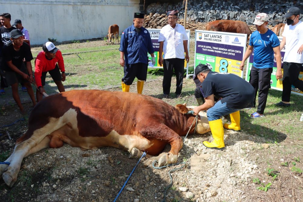 Hewan Qurban bakal dibagikan ke masyarakat