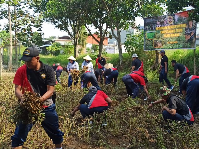 Program Ketahanan Pangan Nasional, Danlanal Malang Pimpin Panen Kacang Tanah
